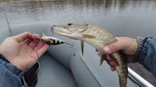 Ловля щуки в октябре. Щука в октябре. Щука на воблеры JAXON карась! смотреть онлайн