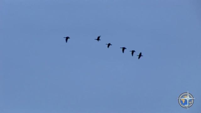 Охота на гуся. Казахстан. Осень смотреть онлайн