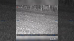 Охота на Лис. Что делает 308вин (полуоболочка) с лисой