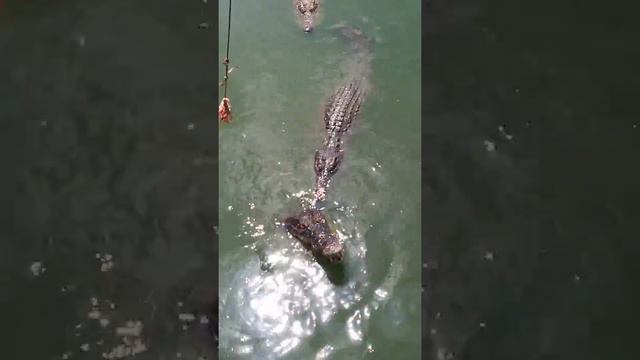 Feeding crocodiles.Kормление крокодилов