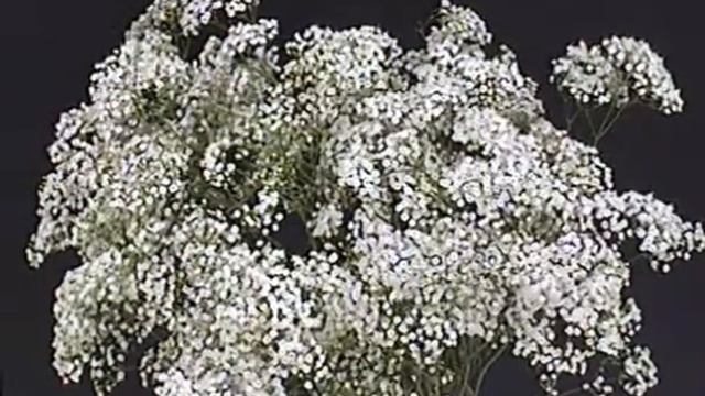 Gypsophila Million Star Producent B смотреть онлайн