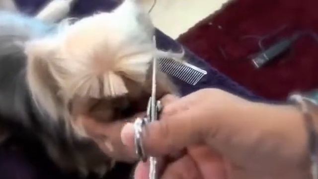 Pure Paws Grooming - Груминг Йоркширского терьера (уход за стриженой собакой)