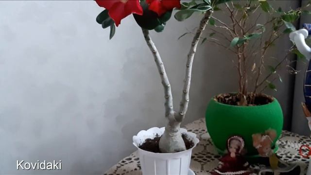 Домашнее цветение Адениума "Роза пустыни" смотреть онлайн
