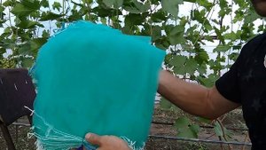 Как бороться с осами на винограде Сеточки для винограда от ос