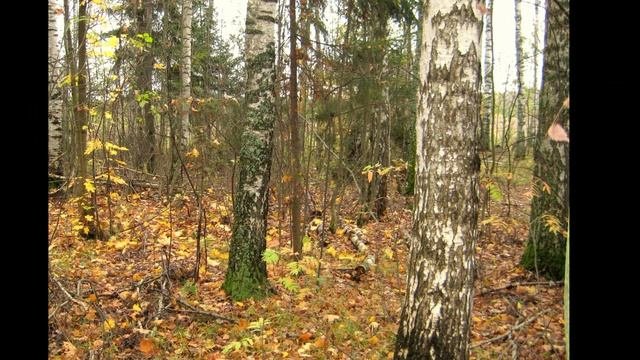 осень.wmv
