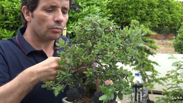 Quercus Suber (Sobreiro) - Pinçado смотреть онлайн