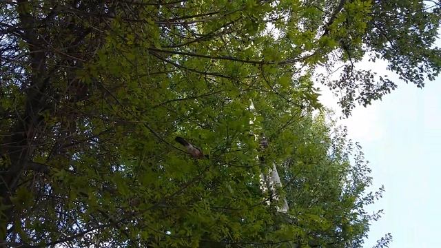 Птица типа сойка смотреть онлайн