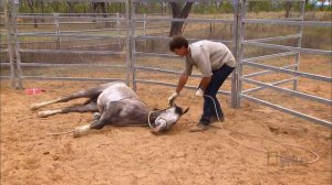 Taming a wild horse