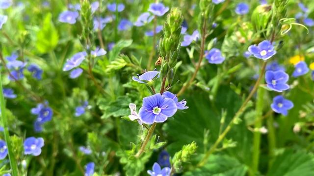 Мини - зарисовка: Весна смотреть онлайн