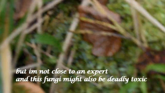 Kuehneromyces mutabilis or galerina marginata смотреть онлайн