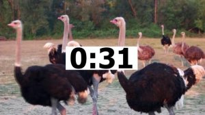 WILD ANIMALS 01 (Громова)