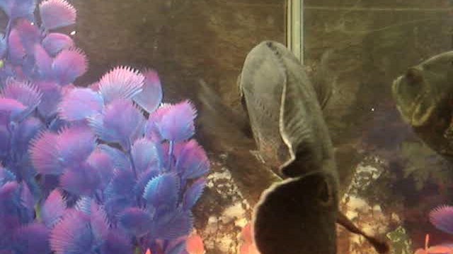 Охота. смотреть онлайн