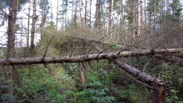 Поход за грибами в Германии!!! В поисках груздей и белого гриба!!! смотреть онлайн