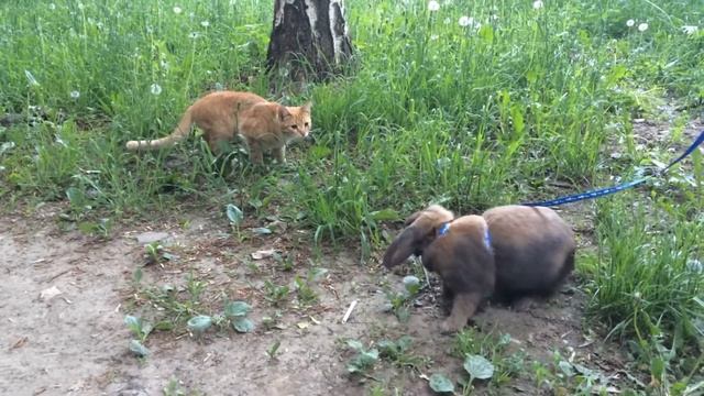 Декоративный кролик против кошки))