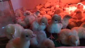 ПРОДАЮ ИНДЮШАТ - тяжелого кросса хайбрид конвертер