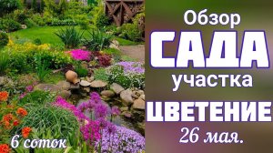 ЦВЕТЕНИЕ сада26 мая ПОЧВОПОКРОВНЫЕ растенияСАД 6 соток