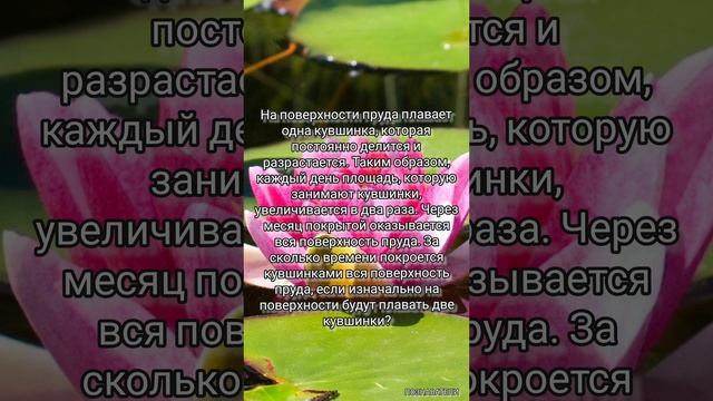 На поверхности пруда плавает одна кувшинка, которая постоянно делится .. #задача #загадки #викторины