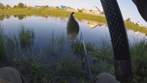 Сазанья-карасиная рыбалка в выходные.