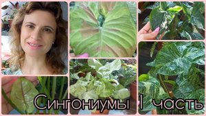 1 часть?Сингониумы?Сейчас мне очень нравится как они выглядят?Конфетти?Панда?Сильвер Пёрл?Спир