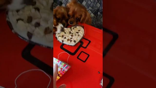 Кавалер кинг чарльз спаниели празднуют День Рождения! кавалерспаниель cavalierkingcharlesspaniel