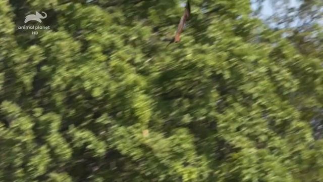 Дикие реки Африки / Wild Africa. Rivers of Life Серия 4 Окаванго / Okavango River смотреть онлайн