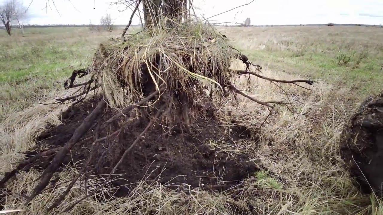 Корчёвка деревьев