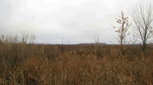 Щеглы ловля путанкой