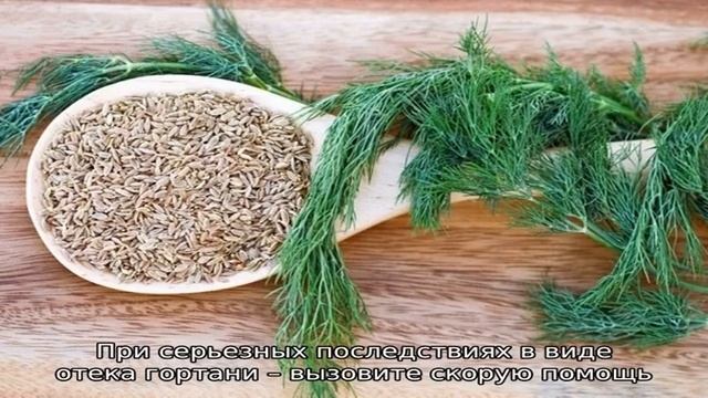 Укроп для мужских побед: польза и вред для здоровья мужчины