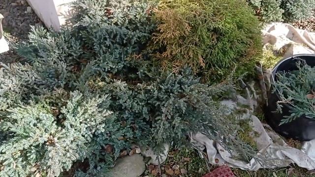 Весенняя обрезка хвойников. Март 2023. смотреть онлайн