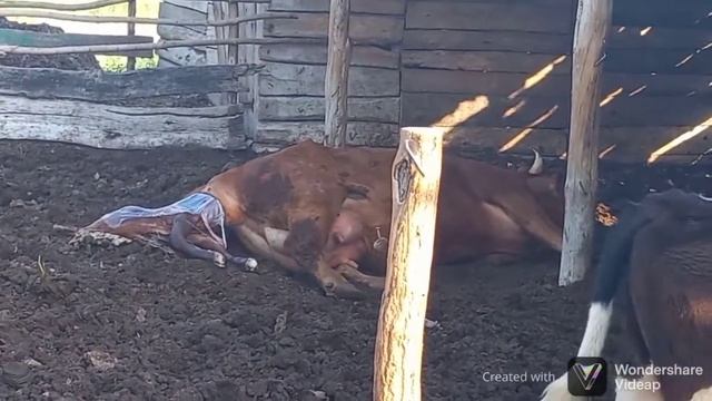 Отелилась первотелка. Принимаю роды у коровы.? смотреть онлайн