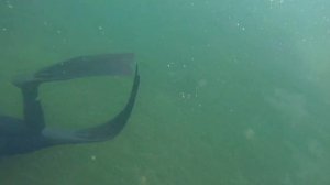 Озеро Блесна. Подводная охота в Ленинградской области. Гидрокостюмы HAMMERFISH