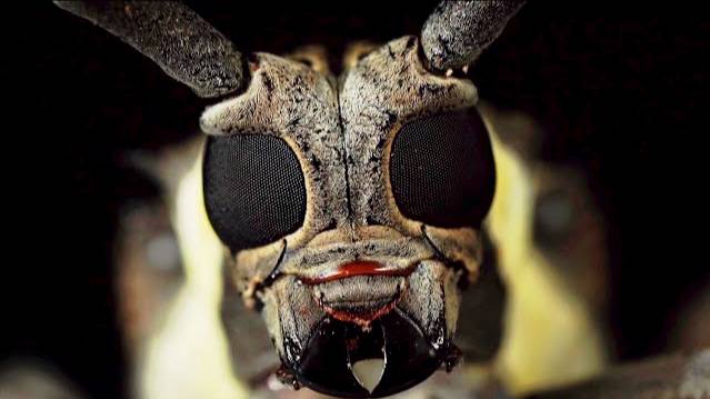 Посмотри в мои глаза от Веселой науки смотреть онлайн