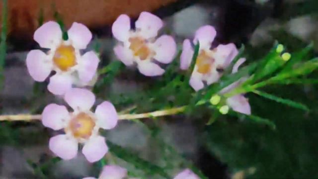 Хамелациум, 1 часть. Восковой мирт. Условия содержания.