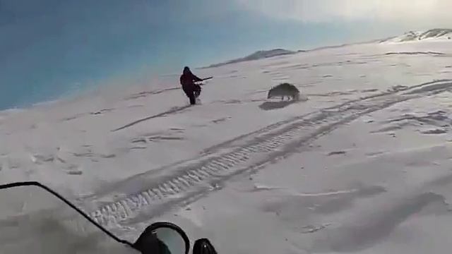 Волка переехали снегоходом смотреть онлайн