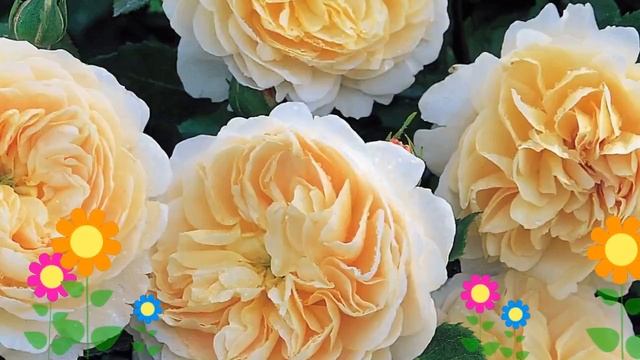 Роза кустовая Крокус Роуз (Crocus Rose). Краткий обзор, описание характеристик, где купить саженцы смотреть онлайн