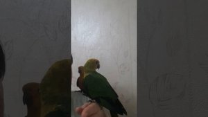 ПОПУГАИ. НАШИ ВЫКОРМЫШИ. аратинги Яндайя (2,5 месяца)