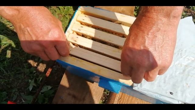 Карника. - Еду за плодными матками Карника: Лунц, Тройзек