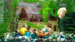 Ура!!! Запустили аквариум с гуппи и пицилиями!