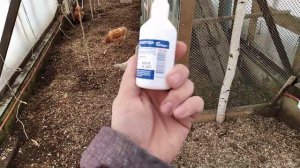 Как избавиться от запаха в курятнике. Самый простой и дешёвый способ.  Спорим ты не знаешь этого!!!