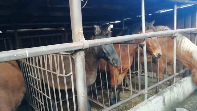 Откорм лошадей смотреть онлайн