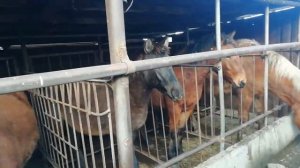 Откорм лошадей