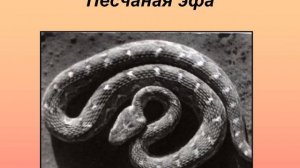 животные пустыни