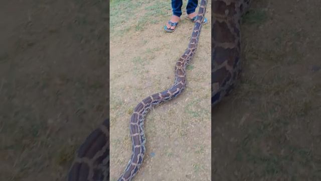 rock python ❤️?      #like #snake #snakevideo #python #subscribe #support