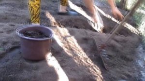 Как правильно посадить огурцы.Посадка огурцов!