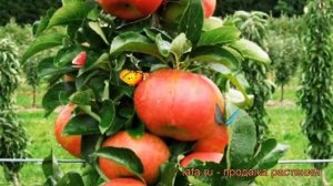 Яблоня колоновидная Кумир (malus kumir) ? яблоня Кумир обзор: как сажать саженцы яблони Кумир