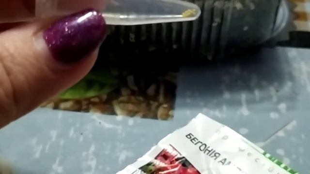 Бегония ампельная ШАНСОН  семена