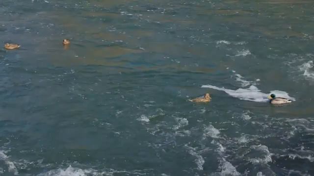 Начало весны! смотреть онлайн