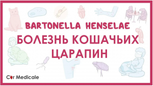 Болезнь кошачьих царапин - Бартонелла хенсели (B. henselae) -  клиника, диагностика, лечение