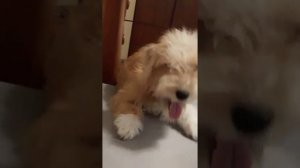 дерзкая собака рычит на хозяев! ржач до слёз!