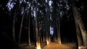 НОЧНАЯ ДОРОГА В ЛЕСУ. МЕЛОДИЯ МИКАЭЛА ТАРИВЕРДИЕВА ИЗ "17 МГНОВЕНИЙ ВЕСНЫ".